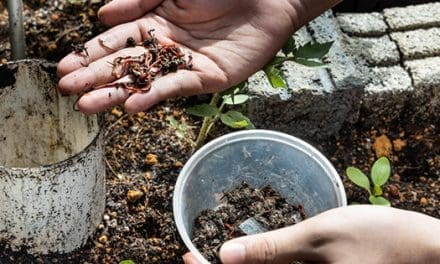 DIY Worm Compost Tower