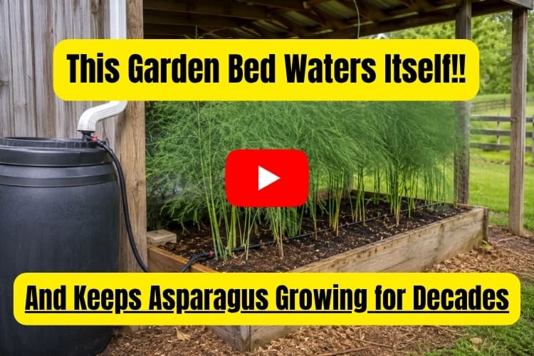 asparagus garden bed