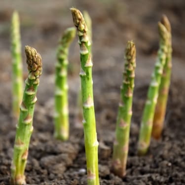 asparagus poking out of the ground
