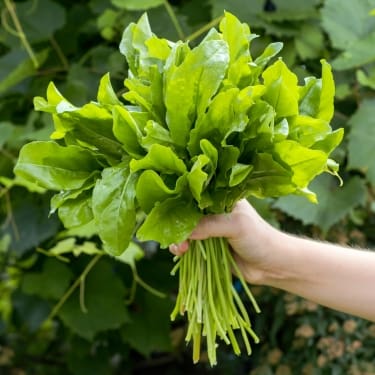 hand holding a bunch of sorrel