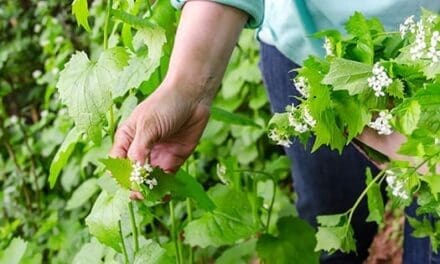 Survival Foods You Need To Forage This Spring