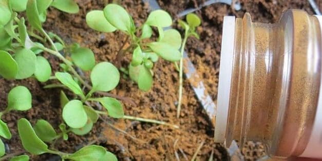 What Happens If You Sprinkle Cinnamon In Your Garden