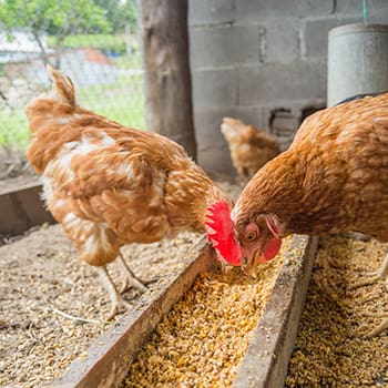 Why Are My Chickens Eating Their Own Eggs? - Self Sufficient Projects