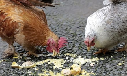 Why Are My Chickens Eating Their Own Eggs?