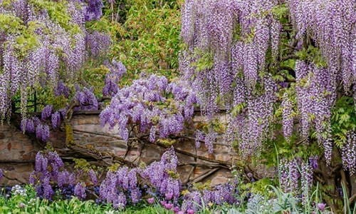 You Should Never Plant This Near Your House