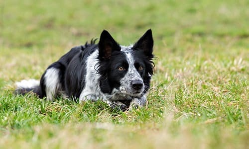working dogs to avoid