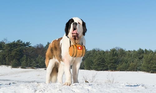 working dogs to avoid