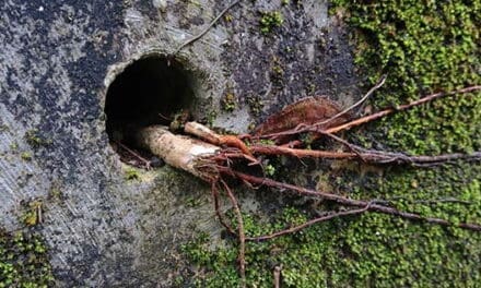 You Should Never Plant This Near Your House