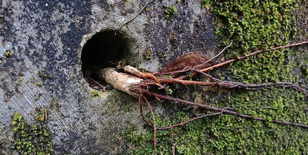You Should Never Plant This Near Your House