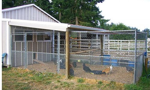 This Could Kill All Your Chickens! - Self Sufficient Projects