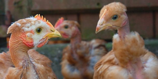 Why Are My Chickens Losing Feathers?