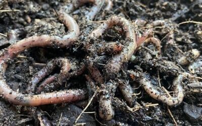 If You See This Jumping Worm In Your Garden, Kill It Immediately!