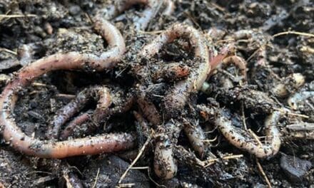 If You See This Jumping Worm In Your Garden, Kill It Immediately!
