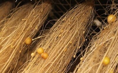 Aeroponics