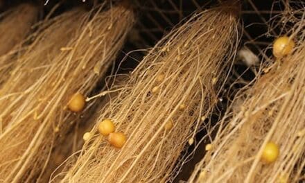 Aeroponics
