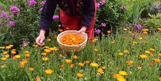 10 Best Medicinal Plants Every Homesteader Should Grow