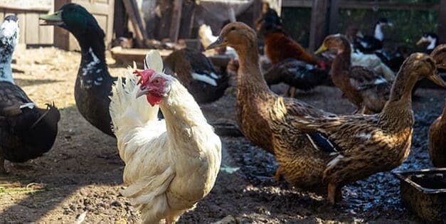 Duck Eggs Vs. Chicken Eggs