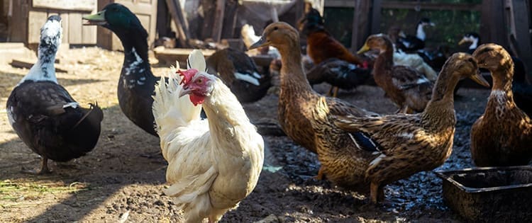 Duck Eggs Vs. Chicken Eggs