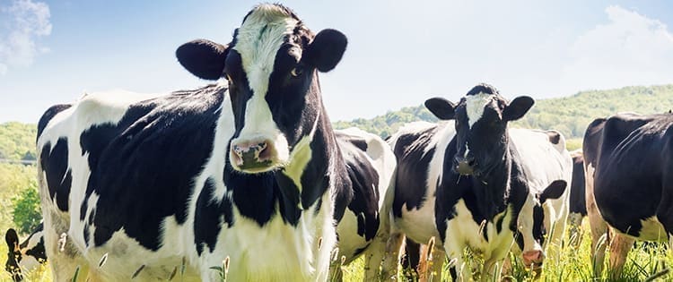 Cow
