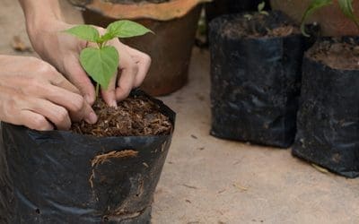 Do Not Throw Your Plastic Bags, Do This Instead