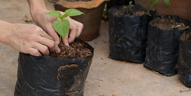 Do Not Throw Your Plastic Bags, Do This Instead