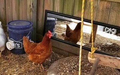 How To Entertain Your Chickens