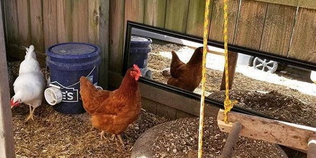 How To Entertain Your Chickens