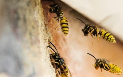 How To Get Rid Of A Wasp Nest