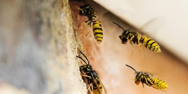 How To Get Rid Of A Wasp Nest