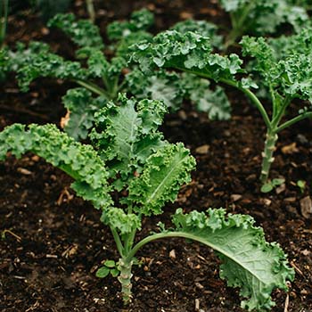 11 Fast Growing Vegetables To Grow In A Crisis