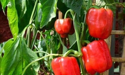 Bell Pepper