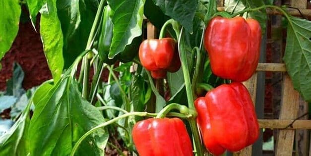 Bell Pepper