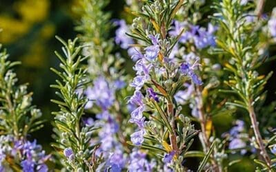 8 Household Uses for Rosemary