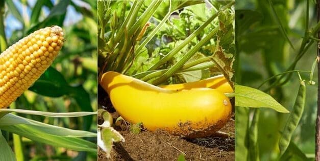 Three Sisters Planting – How to Plant The Three Sisters Garden