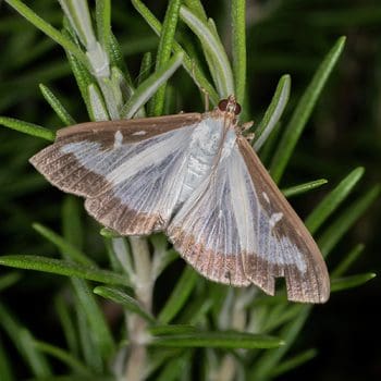 8 Household Uses for Rosemary - pest control