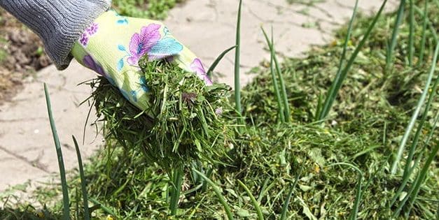 Stop Throwing Your Grass Clippings, Do This Instead