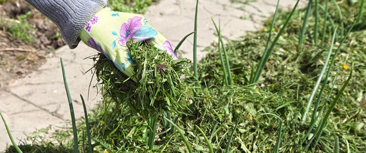 Stop Throwing Your Grass Clippings, Do This Instead