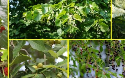 Trees With Edible Leaves You Should Forage This Summer