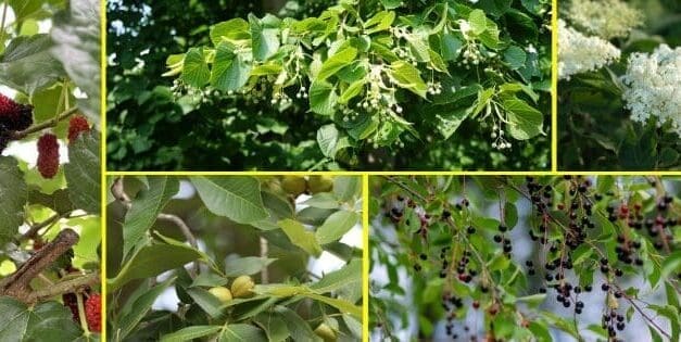Trees With Edible Leaves You Should Forage This Summer
