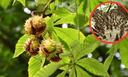 Killer Trees You Should Never Have In Your Backyard