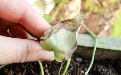 This Is Making Your Plants Sick