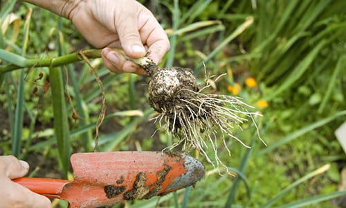 This Is Making Your Plants Sick