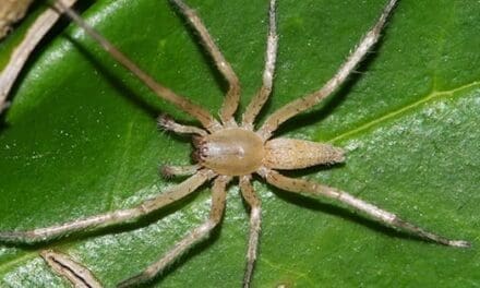 How To Get Rid Of Spiders Naturally