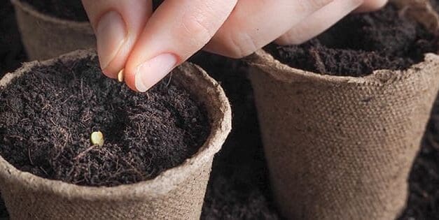 Seed Mistakes To Avoid At All Cost