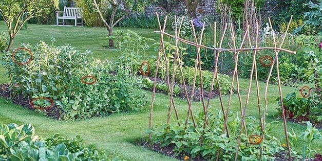 Vegetables That Grow Faster Than Grass