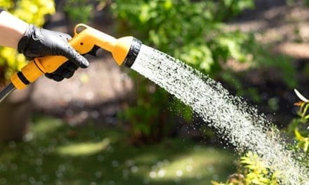 Watering Mistakes You Must Avoid This Summer