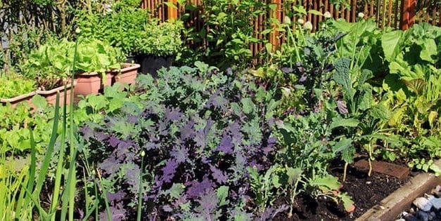 How To Grow A Weed-Free Garden