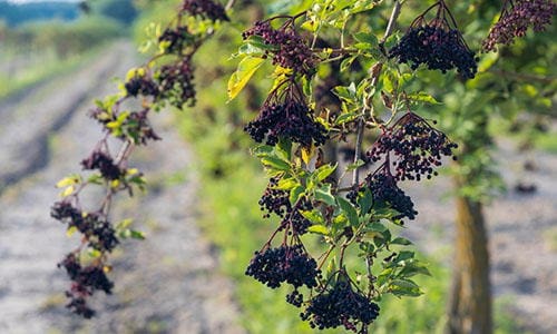 Why I Started an Elderberry Orchard and Why You Should Too