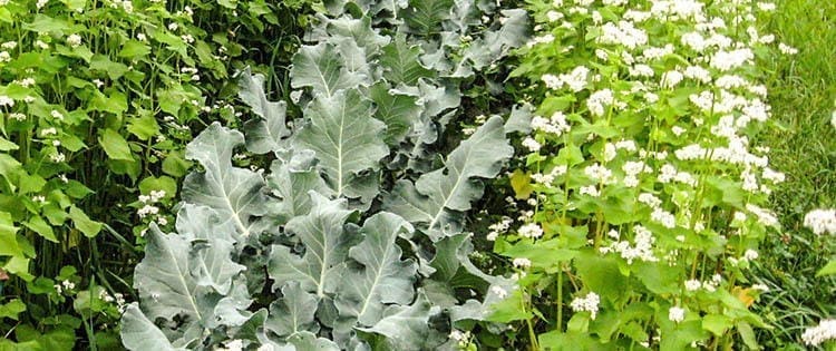 Cover Crops – The Good, The Bad And The Ugly