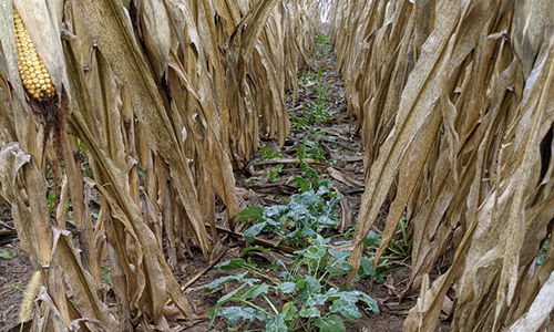 cover crops - good, bad, ugly